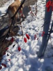 Berberis vulgaris