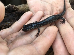 Plethodon chlorobryonis