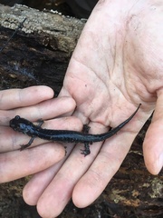 Plethodon chlorobryonis