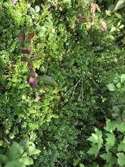 Vaccinium macrocarpon