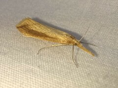 Donacaula melinellus