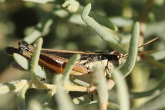 Dichroplus elongatus