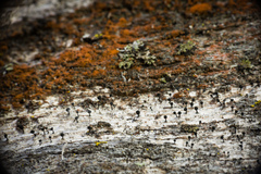 Mycocalicium subtile
