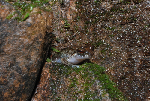Austrochaperina observed 2008-07-16