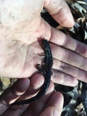 Plethodon chlorobryonis