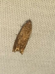 Epiblema abruptana