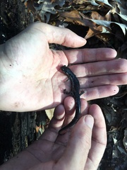 Plethodon chlorobryonis