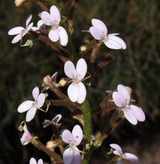 Stylidium crassifolium