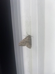 Phigalia denticulata