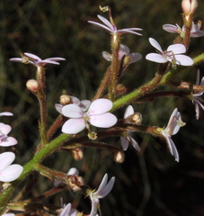 Stylidium crassifolium