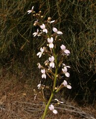 Stylidium crassifolium
