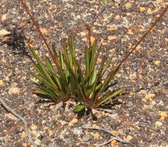 Stylidium crassifolium