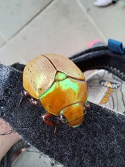 Anoplognathus olivieri