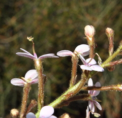 Stylidium crassifolium