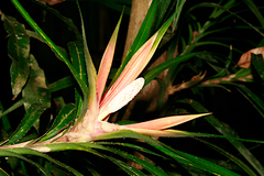Freycinetia
