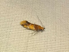 Epicallima argenticinctella