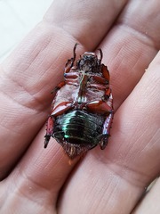 Anoplognathus olivieri