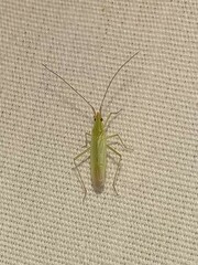 Trigonotylus