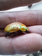 Anoplognathus olivieri