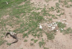 Connochaetes taurinus