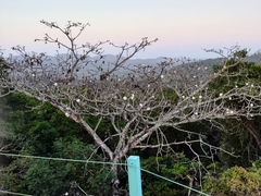 Pseudobombax septenatum