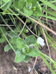 Justicia anagalloides