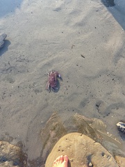 Metacarcinus anthonyi