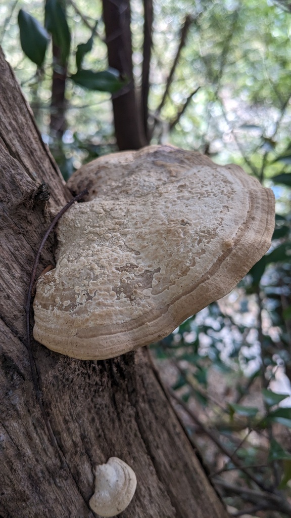 Fomitopsis dickinsii · January 2023 · photo: © atsushi_nakajima_cirque (iNaturalist, cc-by)
