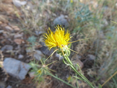 Centaurea solstitialis