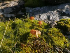 Fungi