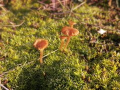 Fungi