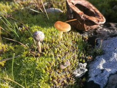 Fungi