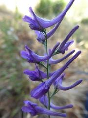 Delphinium balcanicum