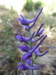 Delphinium balcanicum
