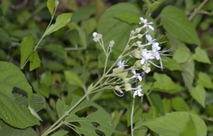 Clerodendrum infortunatum