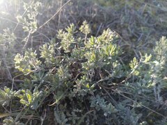 Teucrium polium