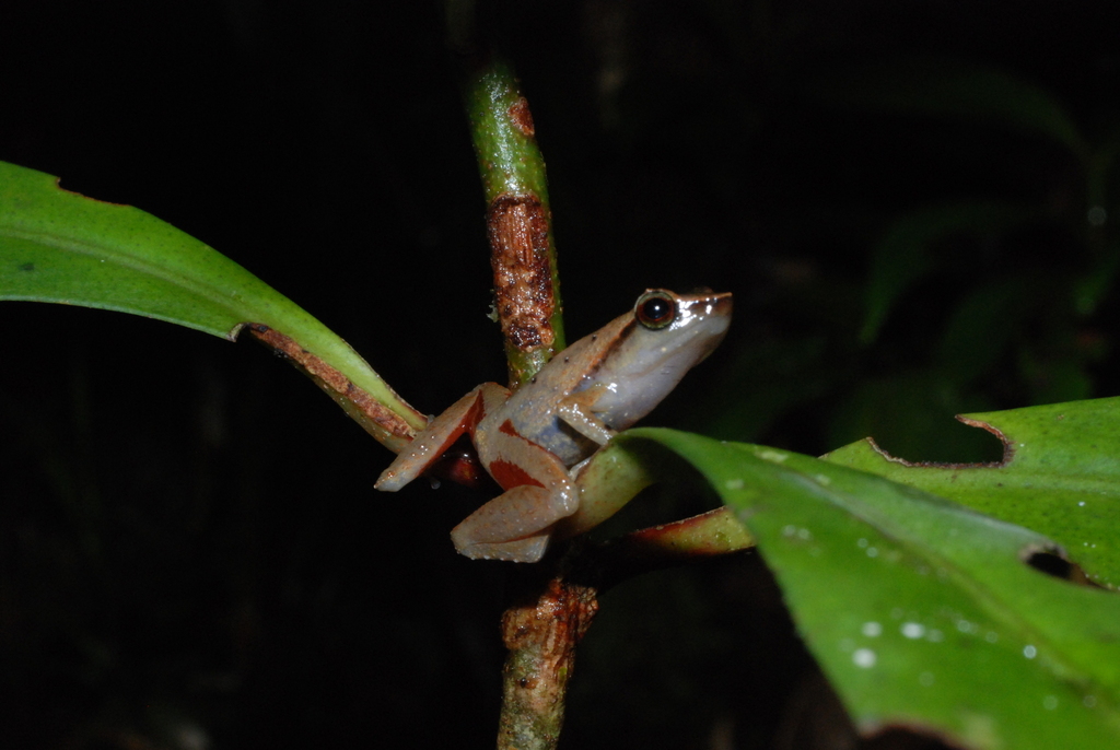 Kokoda Rainforest Frog