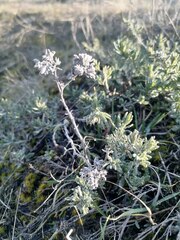 Teucrium polium