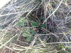 Potentilla