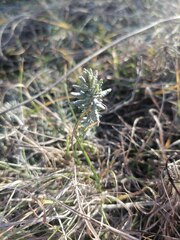 Teucrium polium