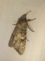 Acronicta rubricoma