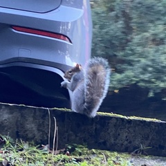 Sciurus carolinensis