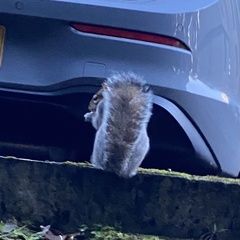 Sciurus carolinensis