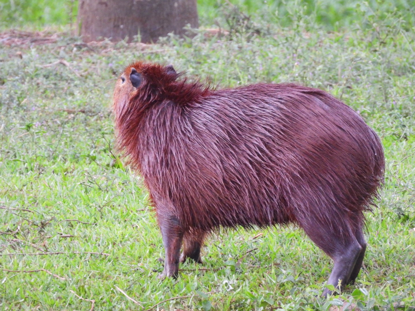 Hydrochoerus hydrochaeris (Linnaeus, 1766)