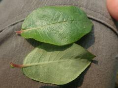 Salix hastata