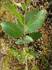 Salix hastata