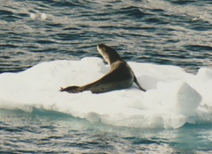 Hydrurga leptonyx