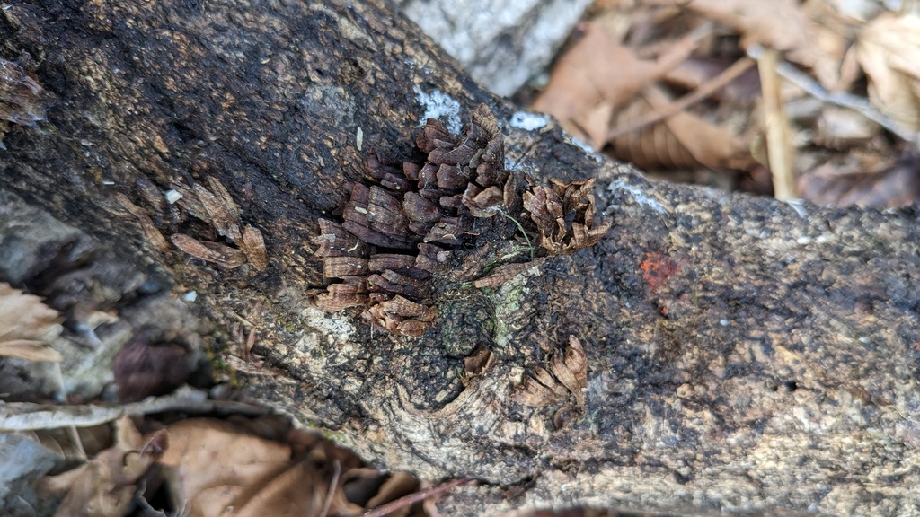 Xylobolus spectabilis · January 2023 · photo: © atsushi_nakajima_cirque (iNaturalist, cc-by)