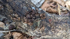 Xylobolus spectabilis