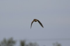 Gallinago hardwickii